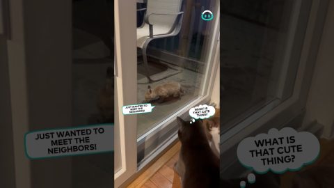 Baby Fox Visits Cats On The Porche || ViralHog