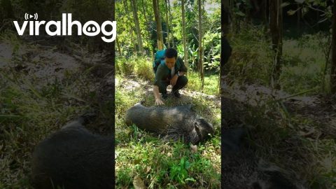 Petting a Wildboar || ViralHog