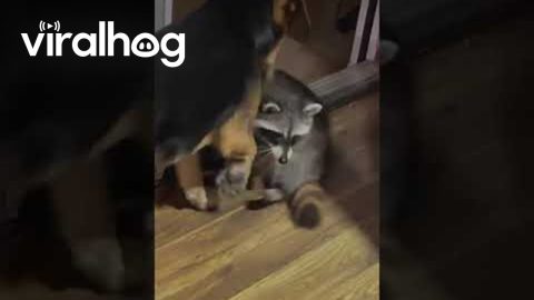 Racoon Visits With Playful Pup || ViralHog