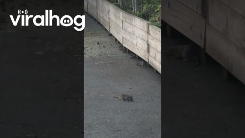 Rats in KFC Parking Lot || ViralHog