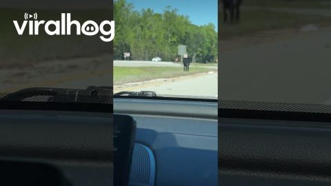 Rogue Cow Jumping Around in the Median || ViralHog