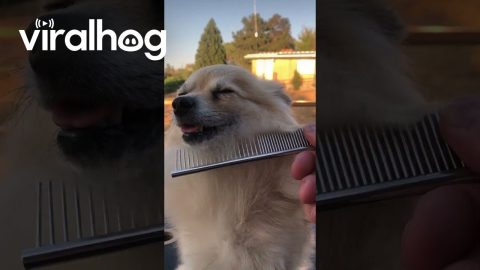 Pomeranian Chest Floof || ViralHog