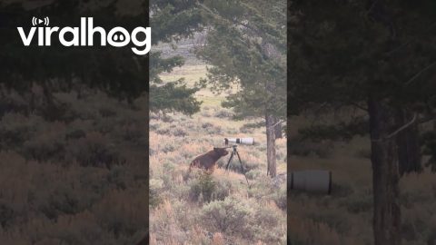 Curious Black Bear Mouths Camera Tripod || ViralHog