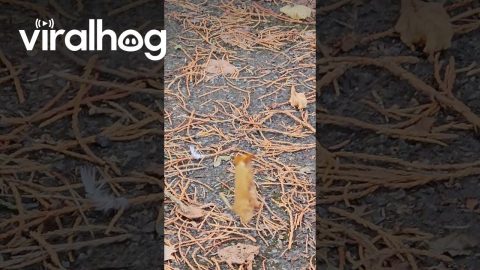 Bizarre Floating Leaf Suspended in Mid-Air || ViralHog