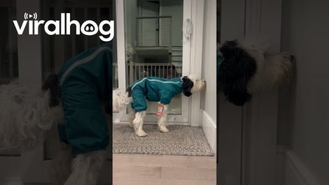 So We Got Bentley a New Snow Suit... || ViralHog