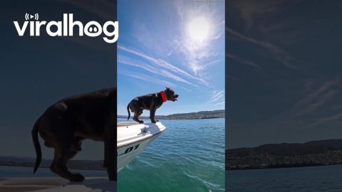 Harley Enjoying a Boat Ride || ViralHog