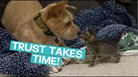 Wary Dog Takes It Slow With New Kittens || ViralHog