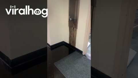 Black Water Leaks From Drinking Fountain || ViralHog