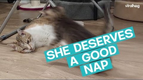 Tired Momma Cat Needs A Break || ViralHog
