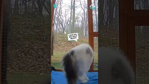 Cat Defends Catio From Bear || ViralHog