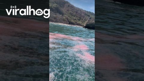 Jellyfish Off the Coast of Jalisco || ViralHog
