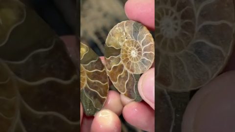 Ammonite Cut Open || ViralHog