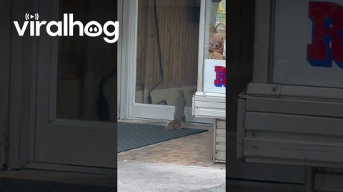 The Peanut Store’s Best Customer || ViralHog