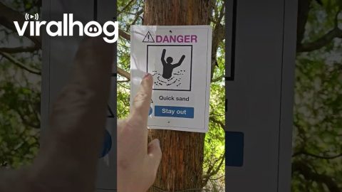 Quicksand Warning Spotted On Tree || ViralHog