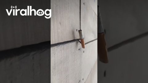 Ant Carries Cigarette Butt || ViralHog