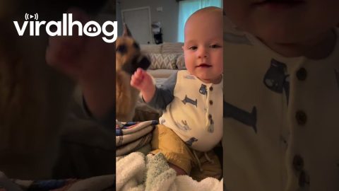 Pup Wants to Show His First Words Too || ViralHog