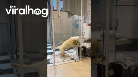 Golden Puppy Aslam Makes Toilet Paper Mess || ViralHog