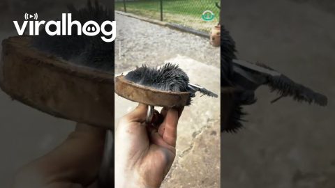 Using of a Magnet to Clean Iron Dust || ViralHog