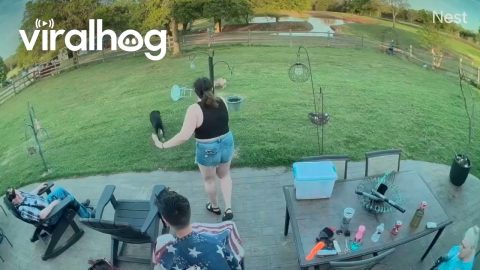 Chubby French Bulldog Is Eager To Play Fetch || ViralHog