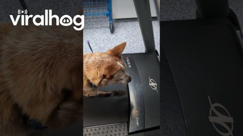 Red Heeler Loves the Treadmill || ViralHog