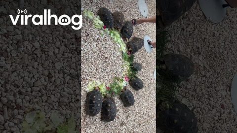AirBnB Host Shows Guest How to Feed the Turtles || ViralHog