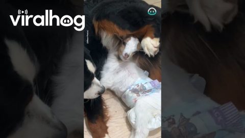 Dog Befriends Orphaned Goat || ViralHog