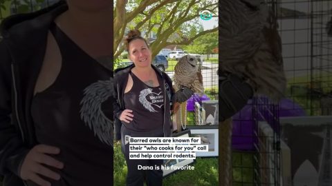 Barred Owl Puts On Show At Yard Sale || ViralHog