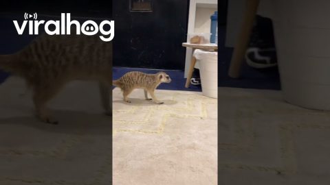 Pet Meerkat Runs After Jerboa || ViralHog