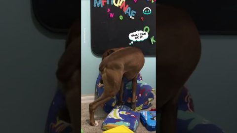 Dog Sits In Tiny Couch || ViralHog