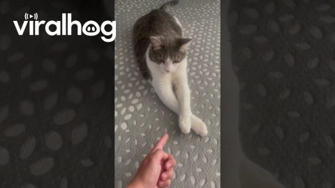 Meatball Only Has One Setting || ViralHog