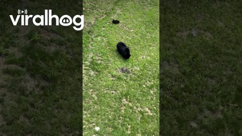 Mama Bear With Her Cubs From a Chairlift || ViralHog
