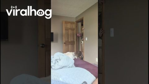 Mr. Climbs and Sugs Disapproves || ViralHog