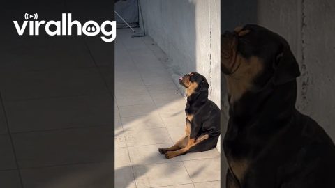 Chop Likes to Sunbathe || ViralHog
