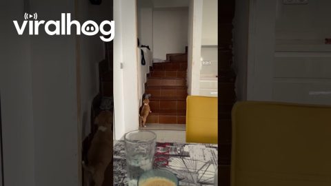 Momma Dog Shows Puppy How to Climb Stairs || ViralHog