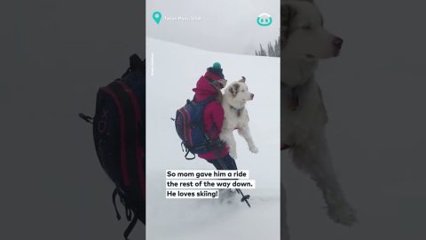 Pup Skies With Owner In Powder || ViralHog