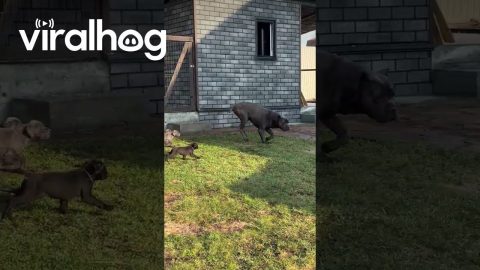 Puppies Chasing After Dad || ViralHog