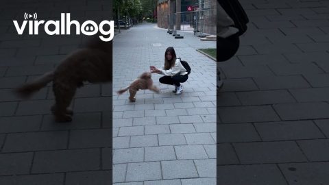 Cute Dog Reunites With Mommy || ViralHog