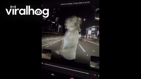 Stray Cat Who Tumbles Onto Chiswick Flyover From Underneath Car Is Rescued || ViralHog