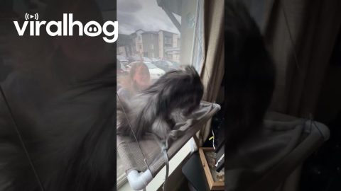 Cat Loves When His Human Comes Home || ViralHog