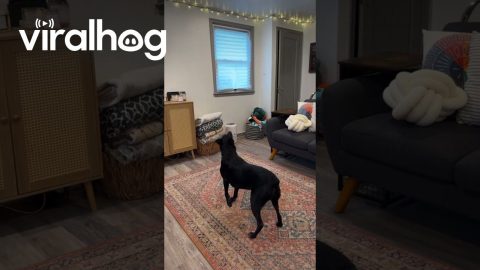Dog Loves Doing Backflips || ViralHog