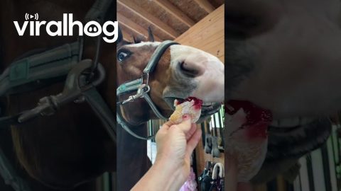 Horse Enjoys Sweet Treat || ViralHog
