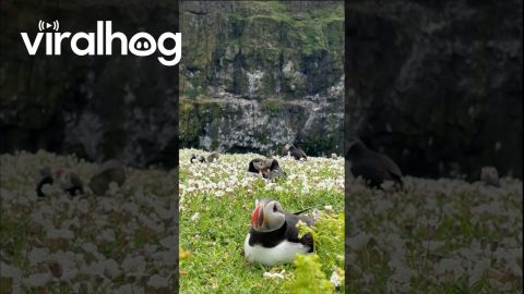 The Beautiful Puffin Colonies of Skomer Island || ViralHog
