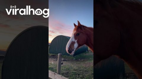 Ahh Horse || ViralHog