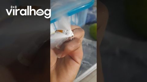 Sudden Spider Springs For Moth || ViralHog