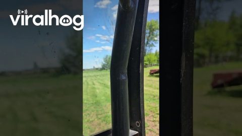 Polite Tree Turns Itself To Firewood || ViralHog