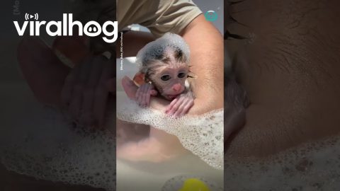 Baby Monkey Takes a Bath || ViralHog