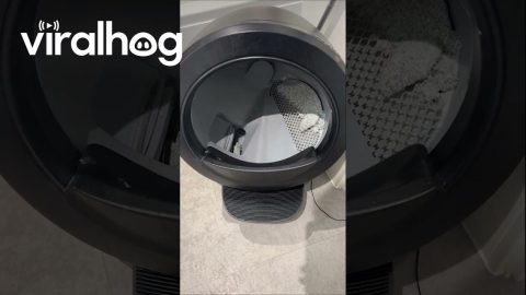 My Cats Have a Robot Butler..I Still Clean My Own Dishes || ViralHog