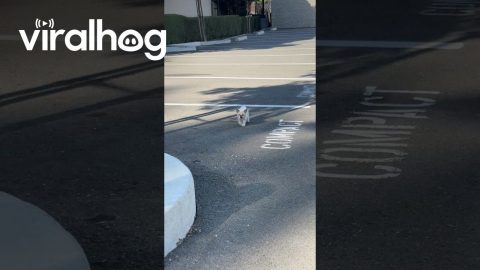 Stray Kitten Runs To Meowing Person || ViralHog