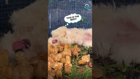 Puppy Has Huge Love for Little Friends || ViralHog