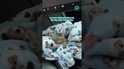 Tiny Kitten Sleeps In Car's Storage Compartment || ViralHog Shorts